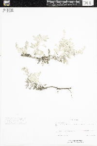 Artemisia stelleriana image