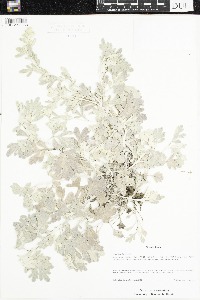 Artemisia stelleriana image