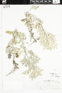 Artemisia stelleriana image