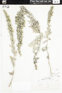 Artemisia stelleriana image