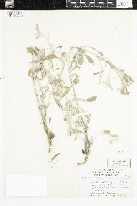 Artemisia stelleriana image