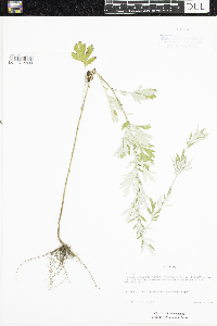 Artemisia vulgaris image