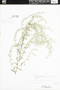 Artemisia vulgaris image