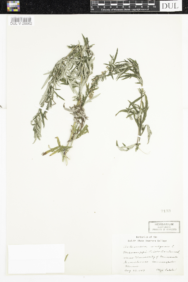 Artemisia vulgaris image