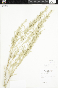 Artemisia cana image