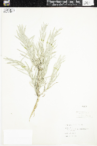 Artemisia cana image
