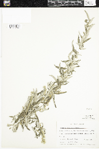 Artemisia douglasiana image