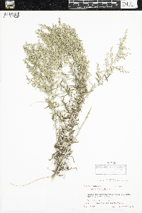 Media resource of Artemisia filifolia