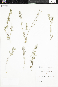 Artemisia michauxiana image