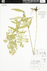 Symphyotrichum firmum image