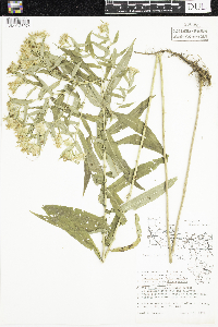 Symphyotrichum firmum image