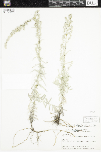 Artemisia ludoviciana subsp. ludoviciana image
