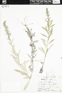 Artemisia ludoviciana subsp. ludoviciana image
