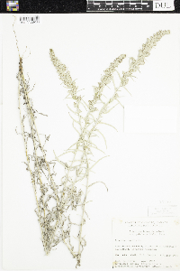 Artemisia ludoviciana subsp. ludoviciana image
