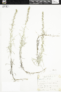 Artemisia ludoviciana subsp. ludoviciana image