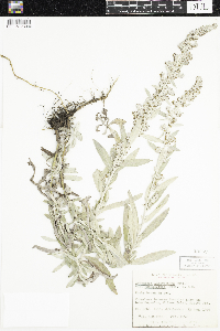 Artemisia ludoviciana subsp. ludoviciana image