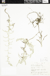 Artemisia ludoviciana subsp. ludoviciana image