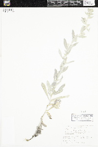 Artemisia ludoviciana subsp. ludoviciana image