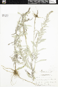 Artemisia ludoviciana subsp. ludoviciana image