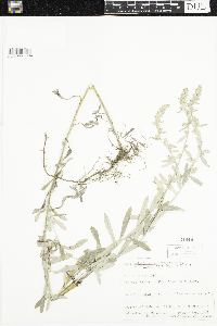 Artemisia ludoviciana subsp. ludoviciana image