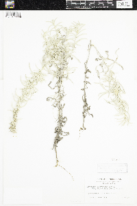 Artemisia ludoviciana subsp. ludoviciana image