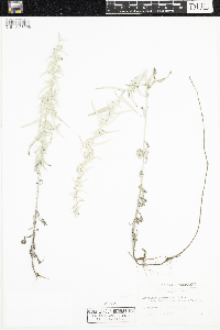 Artemisia ludoviciana subsp. ludoviciana image
