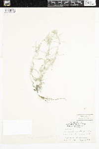 Artemisia ludoviciana subsp. ludoviciana image