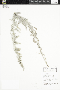 Artemisia ludoviciana image