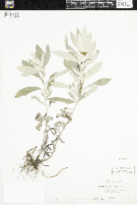 Artemisia ludoviciana image