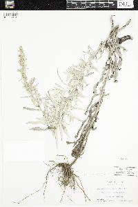 Artemisia ludoviciana image