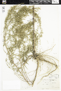 Artemisia dracunculus image