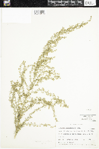 Artemisia dracunculus image