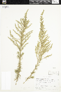 Artemisia dracunculus image