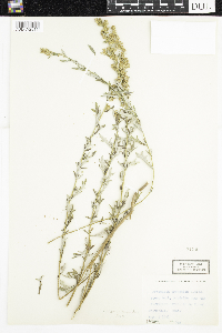 Artemisia dracunculus image