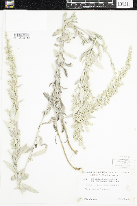 Artemisia ludoviciana subsp. ludoviciana image