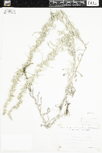 Artemisia ludoviciana subsp. ludoviciana image
