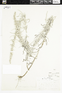 Artemisia ludoviciana subsp. ludoviciana image