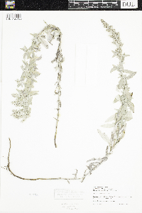 Artemisia ludoviciana image