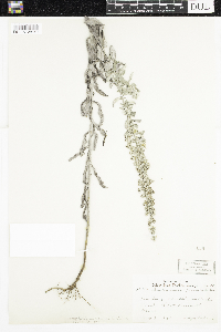 Artemisia ludoviciana image