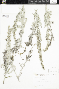 Artemisia ludoviciana image