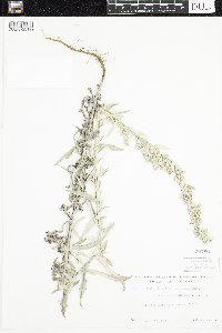 Artemisia ludoviciana subsp. ludoviciana image
