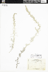 Artemisia ludoviciana image