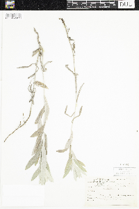 Artemisia ludoviciana subsp. ludoviciana image