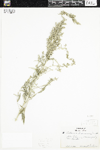 Artemisia ludoviciana image
