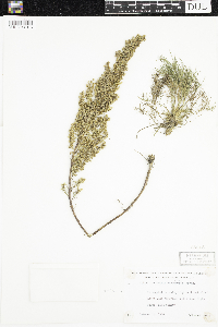 Artemisia campestris image