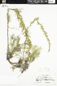 Artemisia campestris image