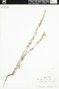 Artemisia campestris image