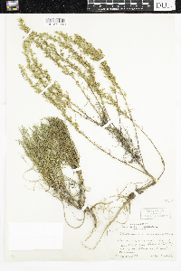 Artemisia campestris image