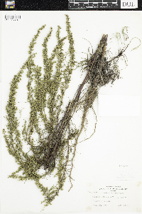Artemisia campestris image