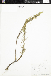 Artemisia campestris image
